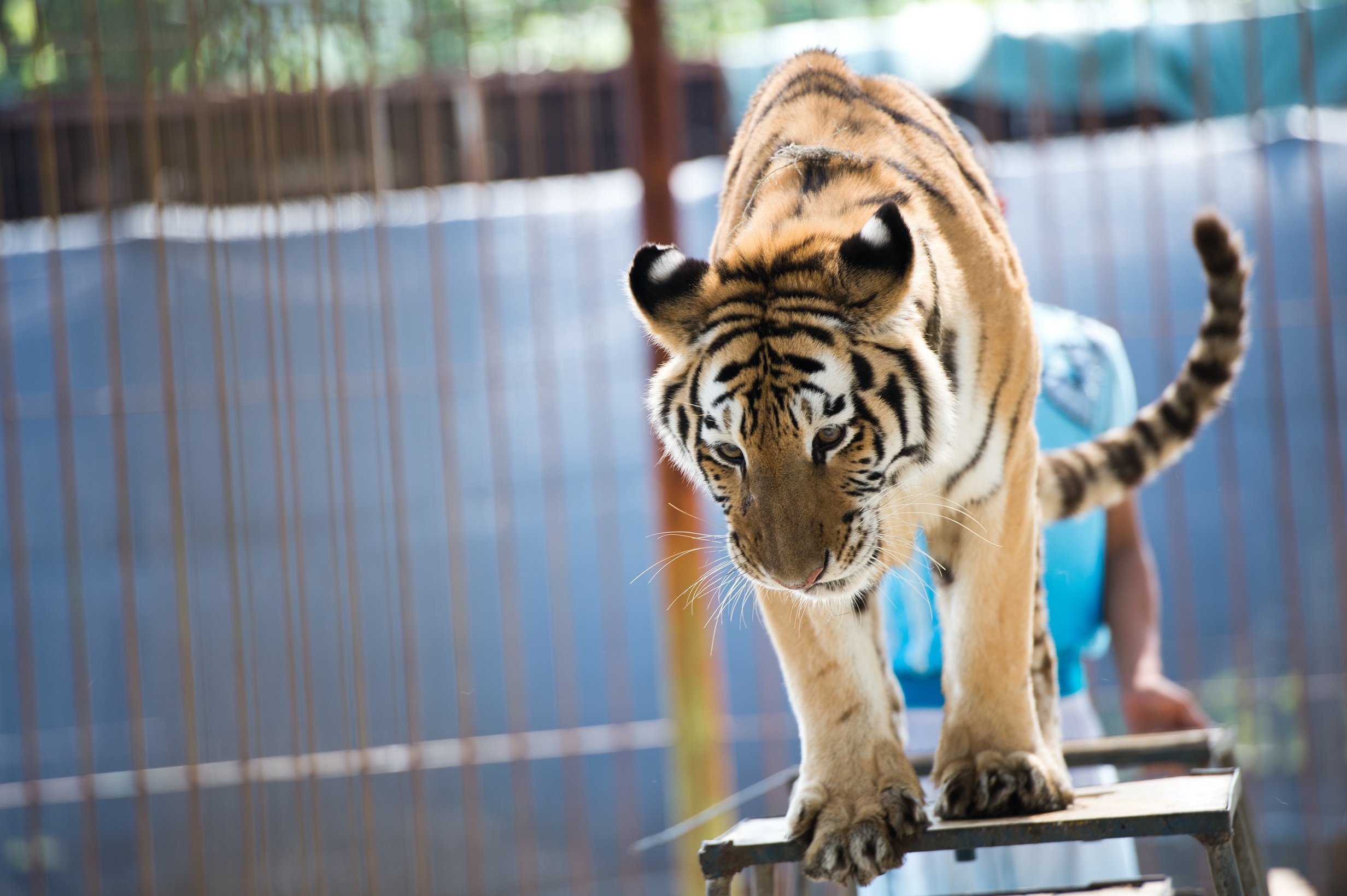 Fatality at Zoo – Staff Aware of Risks