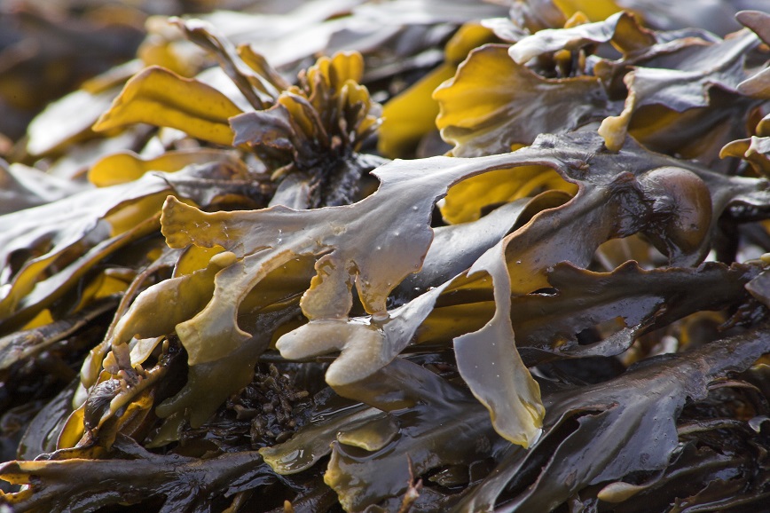 Sustainable Packaging – Can Seaweed Reduce the Scourge of Plastic Waste?
