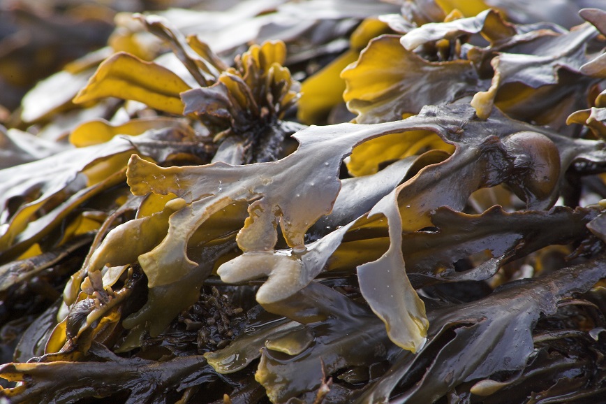 Will Seaweed Straws Help Us Reduce Plastic Use?