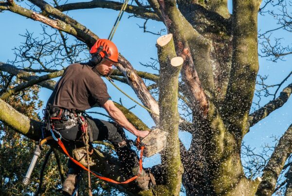 Tree surgeon Safety